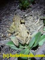 /home//u458753944/public_html/sourcegallery/////Roxborough Toad Detour/2013-2019/2013/2013-04-09/P1120084.JPG